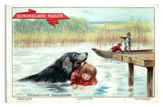 Dog Saves Little Girl,  Dogs Schokolade Ruger German Trade Card Vt27h