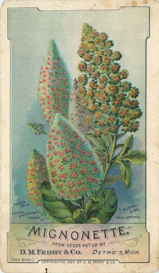 1899 Trade Card Advertising D.  M.  Ferry Seed Co.  Detroit Mi Mignonette Flower