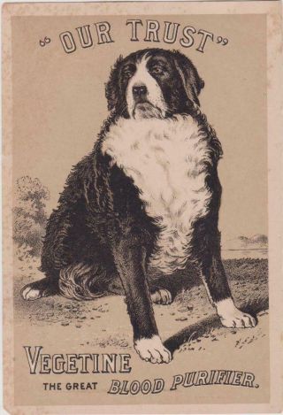 Victorian Trade Card Vegetine Patent Medicine Big Black & White Dog 5 X 3.  5