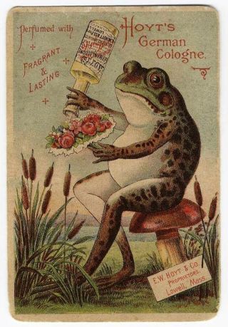 Frog Sitting On Mushroom Hoyt 