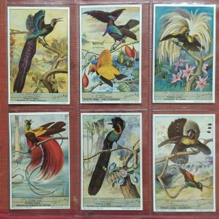 6 Trade Cards Liebig S 1455 The Birds Of Paradise