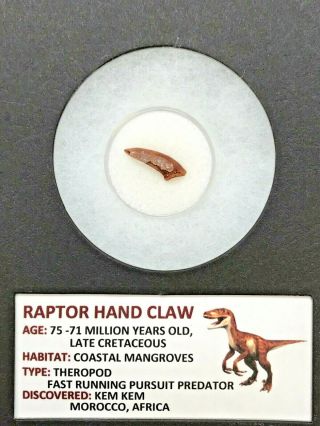 Ancient Rare Raptor Hand Claw - 75/71 Myo - Bxrpt65