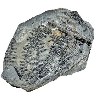 Ancient Fern Fossil Authentic Prehistoric Artifact - 300 Million Bc Alabama B