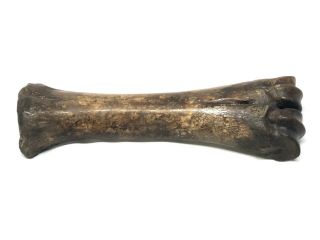 Ancient Bison Leg Bone