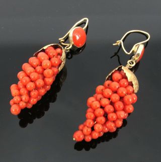Antique Natural Red Coral & 14k Yellow Gold Vine Grape Dangling Earrings