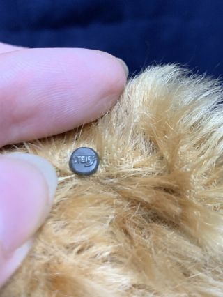 14” Early Antique Steiff Bear golden Mohair Old Long f Button In Ear 2