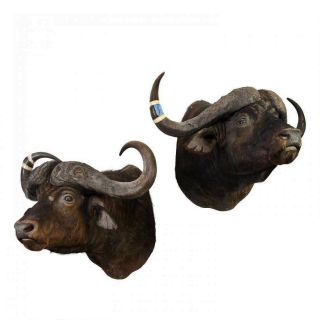 Vintage Large African Cape Buffalo Taxidermy Shoulder Mounts W Horns