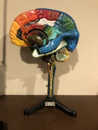 Vintage 1962 Giant Clay Adams Brain Anatomical Model Neuroanatomy Detailed