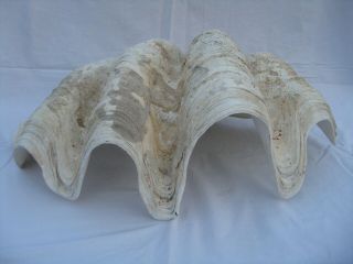 Vintage Large Natural Tridacna Gigas Giant Clam Shell 24 Inches Long 42 Pounds