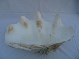 Vintage Large Natural Tridacna Gigas Giant Clam Shell 24 inches Long 42 Pounds 2
