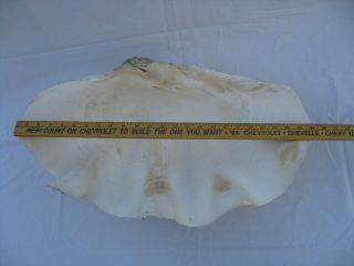 Vintage Large Natural Tridacna Gigas Giant Clam Shell 24 inches Long 42 Pounds 3