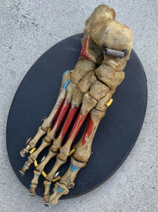 Vintage Scientific Bone Foot Skeleton Anatomical Model Anatomy Specimen 1940s