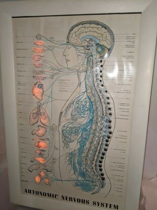 Vintage Chiropractic Nervous System Light Up Poster Display Chart