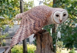 Barn Owl Wood Carving Birds Of Prey Duck Decoy B David Duncan Glass Eyes