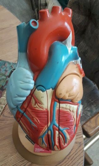 Vintage Denoyer Geppert ‘heart Of America’ Anatomical Medical Teaching Model