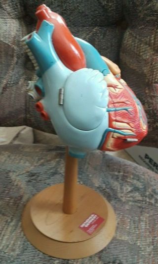 Vintage Denoyer Geppert ‘Heart of America’ Anatomical Medical Teaching Model 2