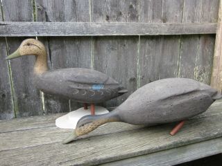 2 Old Vintage Ll Bean Cork & Wood Black Duck Decoys Standing Feeding Shorebird