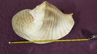 Xxextra Large Vintage Queen Conch Seashell Sea Shell Pink 13 " (no Harvest Hole)
