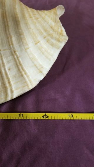XXExtra Large Vintage Queen Conch Seashell Sea Shell Pink 13 
