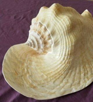 XXExtra Large Vintage Queen Conch Seashell Sea Shell Pink 13 