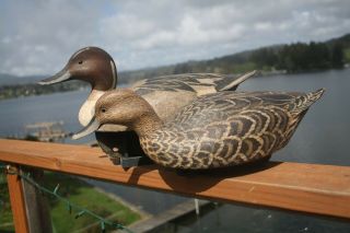 2 - Pintail Duck Decoys By George Williams,  Dover,  De.  W.  Mathewson,  Oregon Rig.