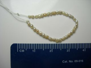 35 rare natural Seed Pearls Uncultured Vintage Antique Saltwater Drilled Jyotish 3