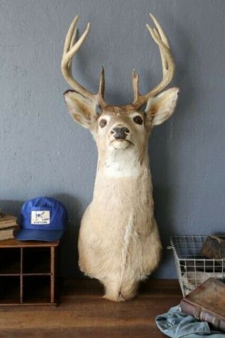 Vintage 8 Point Whitetail Deer Head Taxidermy Shoulder Mount Hunting Lodge Decor