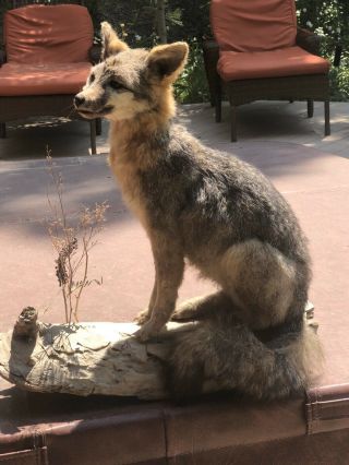 Vintage Fox Mount Taxidermy On Wood