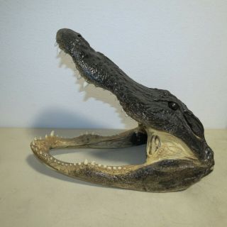 Alligator Taxidermy Mount Head Huge 19 " L 12 " Jaw Open Specimen Vintage