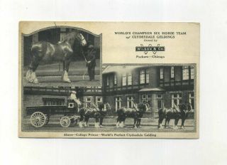 Vintage Advertising Postcard Wilson & Co Packers Six Horse Clydesdale Geldings