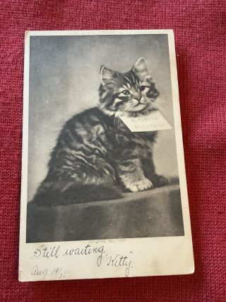 Born Blind Vintage Cat Kitten Postcard 1908 Or 1905?