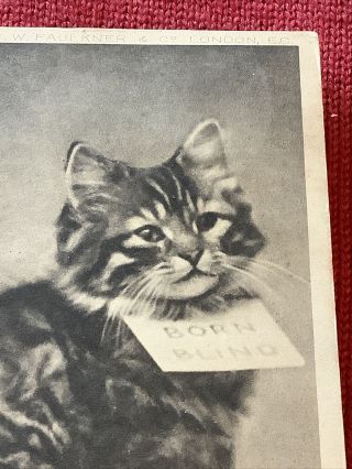 Born Blind Vintage Cat Kitten Postcard 1908 Or 1905? 2
