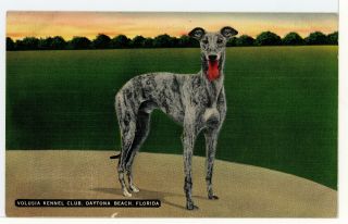 Volusia Kennel Club Greyhound Dog Vintage Daytona Beach Fl Linen Ca.  1940s