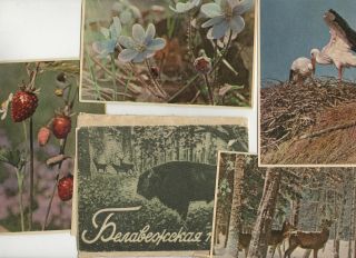 Belarus Rare 30 Vtg (1950 - S) Animals Nature Postcards БЕЛОВЕЖСКАЯ ПУЩА Ussr