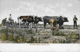Oxen Farming Block Island Ri Handsome Vintage Postcard Not Postally