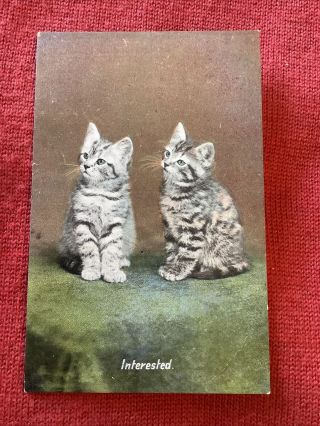 Vintage Cat Kitten Postcard Interested Printed In Great Britain