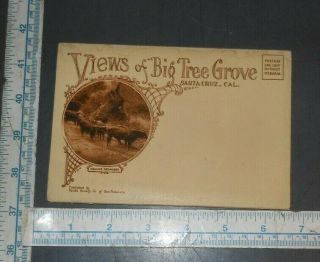 Vintage Fold Out Postcard Views Of Big Tree Grove Santa Cruz California
