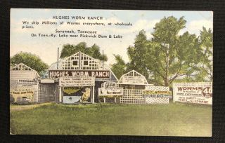 Vintage Linen Roadside Postcard Hughes Worm Ranch Savannah Tn Tennessee Fishing