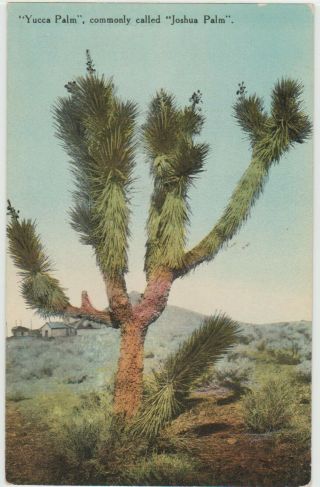 Yucca Palm Antique Postcard Joshua Tree In Desert Old Southwest Vintage