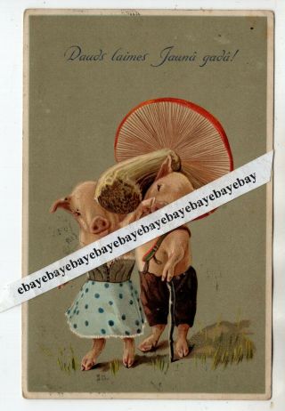 1909 Pigs W Mushroom Vintage Year Postcard Latvia,  Imperial Russia Russian