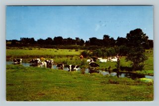 Greetings,  Dairy Cows In A Field,  Paltz York Vintage Postcard