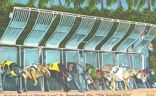 Vintage Postcard - Perfect Breat At " Derby Lane,  St.  Petersburg,  Fl,  Dog Racing