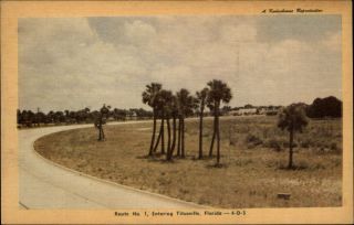 Highway 1 Approaching Titusville Florida Palm Trees 1950 - 60s Vintage Postcard