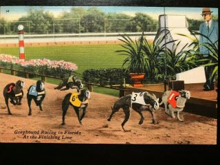 Vintage Postcard 1930 - 1945 Greyhound Racing In Florida At The Finish Line Fla.