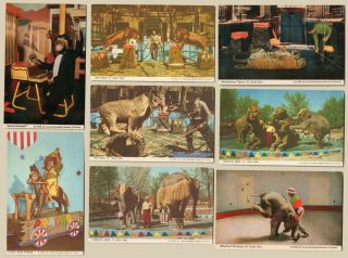 8 Vtg Postcards Of St Louis Zoo Circus Act Performing Elephants Monkeys Lions