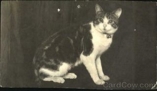 Cats Rppc Tabby Cat Real Photo Post Card Vintage