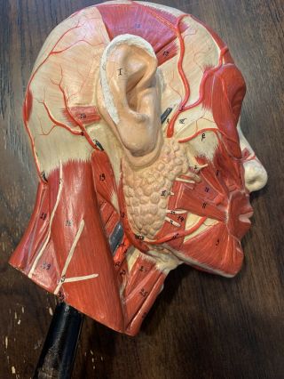 Vintage Human Anatomical Anatomy Head Brain Section Study Medical Model W Stand 2