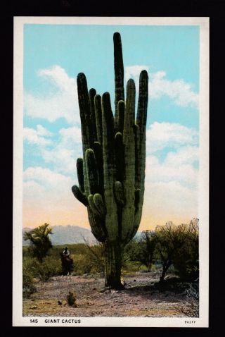 Vintage Man On Horse Giant Saguaro Cactus Desert Arizona Postcard