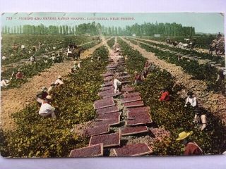 Vintage Postcards " Picking & Drying Raisin Grapes " Ca 1909