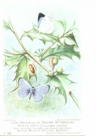Vintage British Museum Postcard: British Butterflies - Holly Blue E285